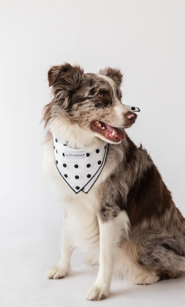 Buddy Dog Bandana - S Classic Dots