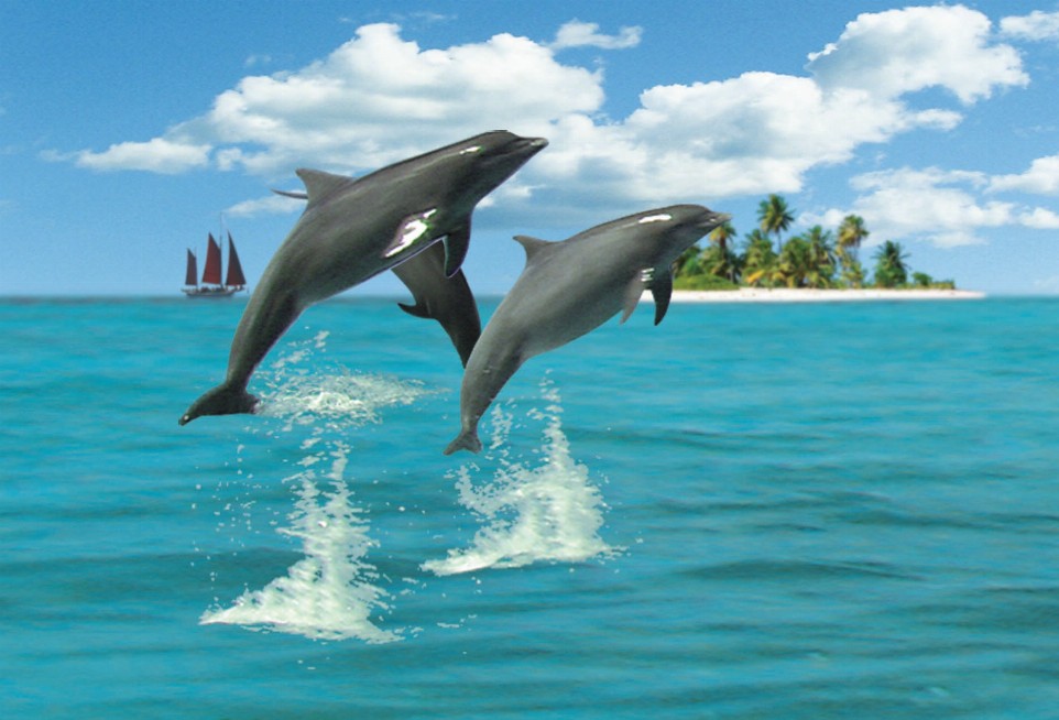 Animal Art - Motion Magnet - Dolphins