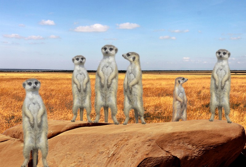 Animal Art - Motion Magnet - Meerkats