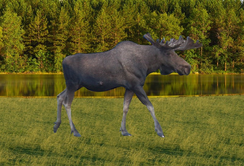Animal Art - Motion Magnet - Moose Walking