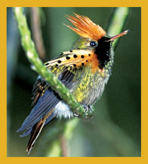 Bird Art - Magnetic Bookmark - Tufted Coquette Hummingbird