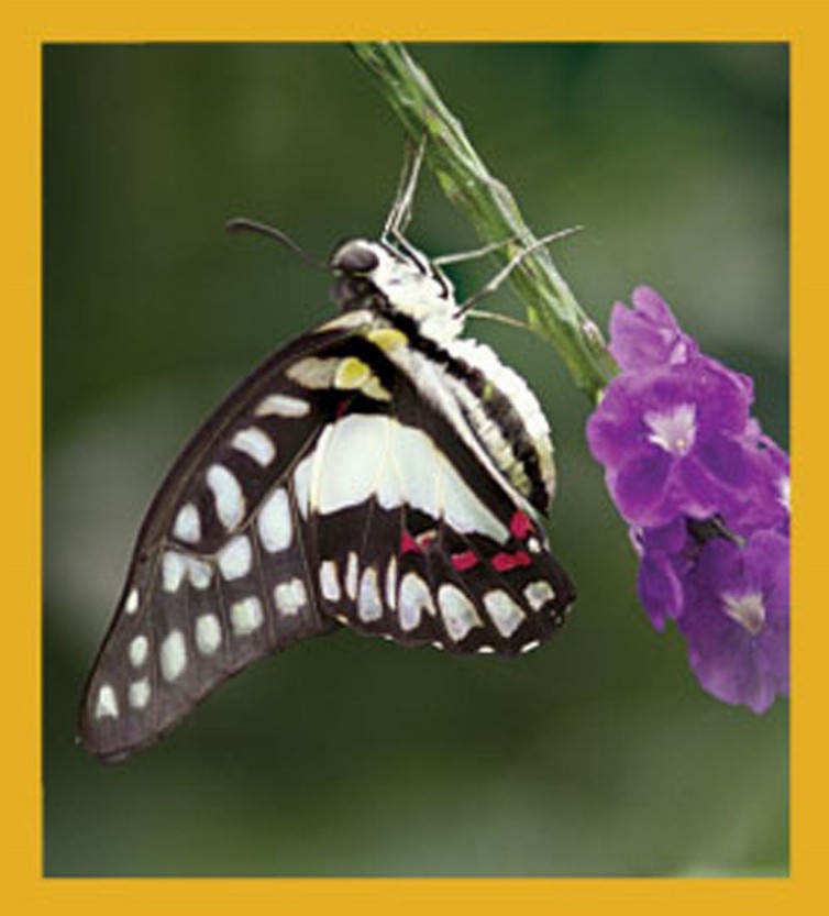 Butterfly - Magnetic Bookmark - Dosen Swallowtail Butterfly