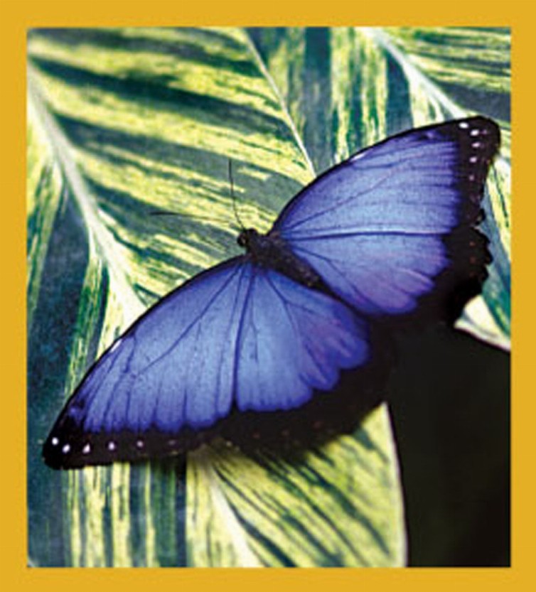 Butterfly - Magnetic Bookmark - Common Morpho Butterfly