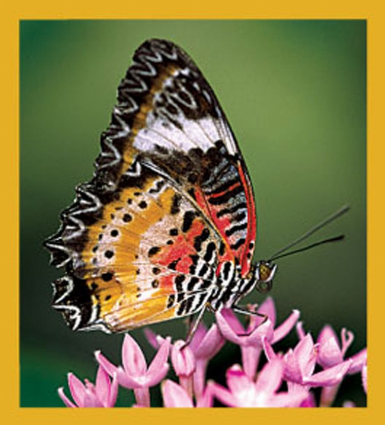 Butterfly - Magnetic Bookmark - Malay Lacewing Butterfly