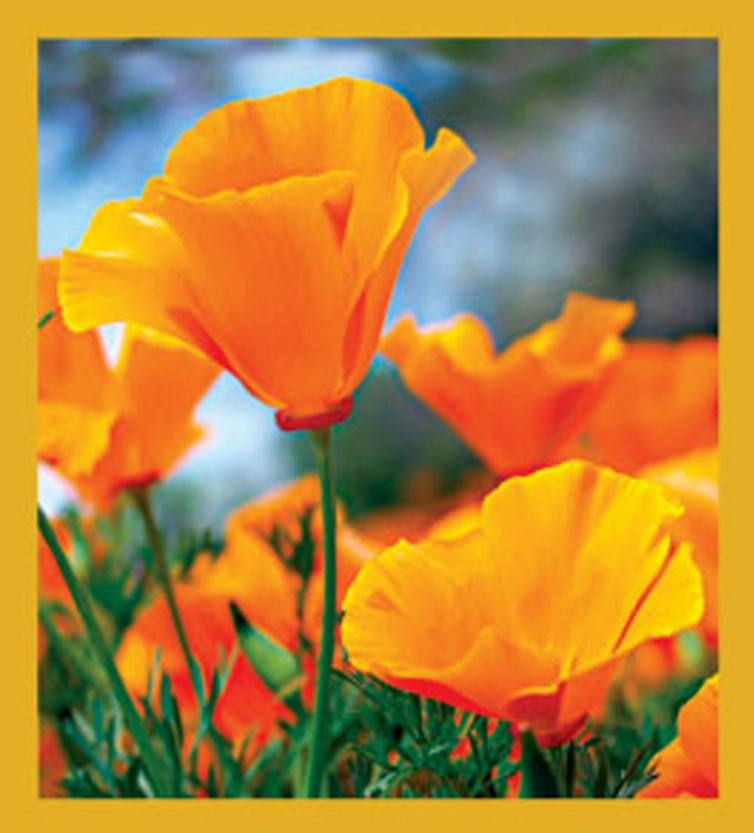 California Poppies - Magnetic Bookmark