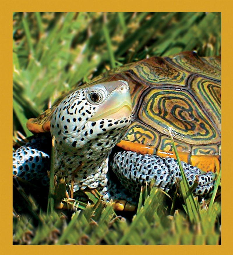 Centrata Diamondback Terrapin - Magnetic Bookmark