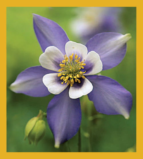 Columbine - Magnetic Bookmark