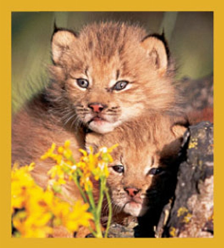 Cubs in the Wild - Magnetic Bookmark