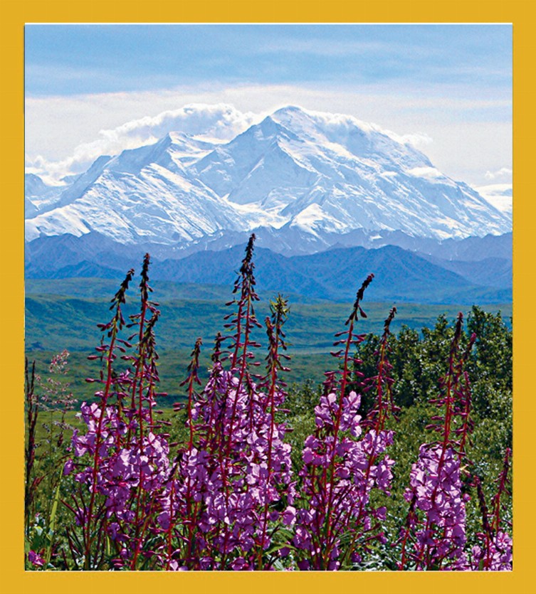 Fireweed & Mt. McKinley - Magnetic Bookmark