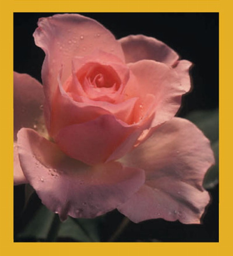 Flower Art - Magnetic Bookmark - Peach Rose