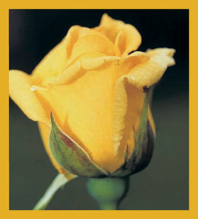 Flower Art - Magnetic Bookmark - Yellow Rose