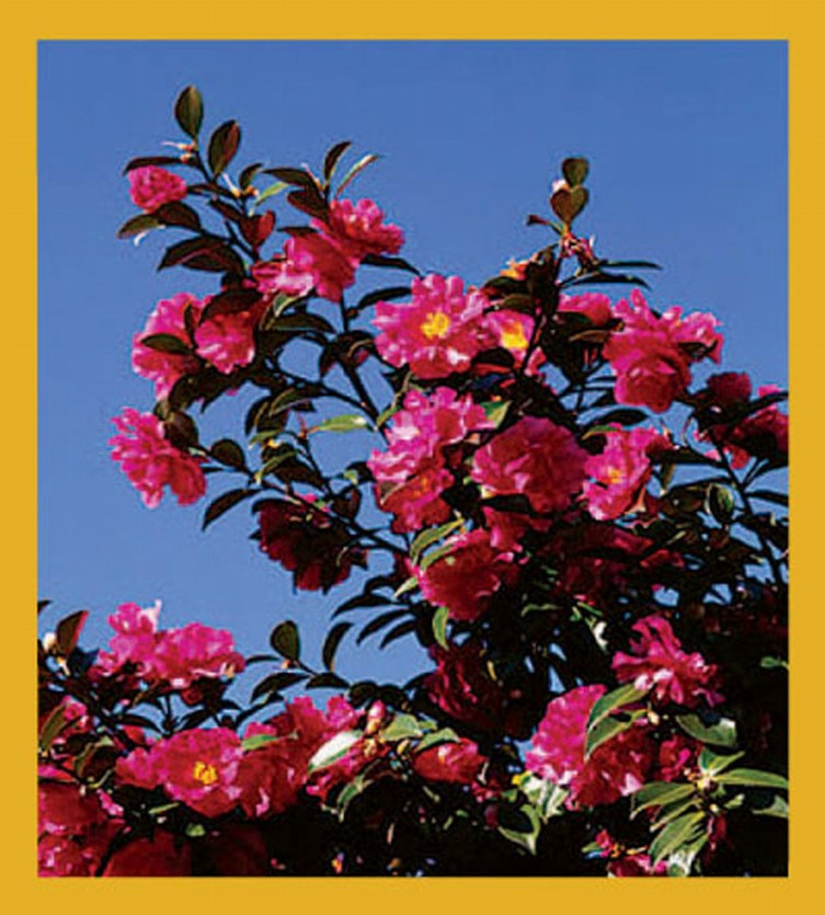 Flower Art - Magnetic Bookmark - Camellia