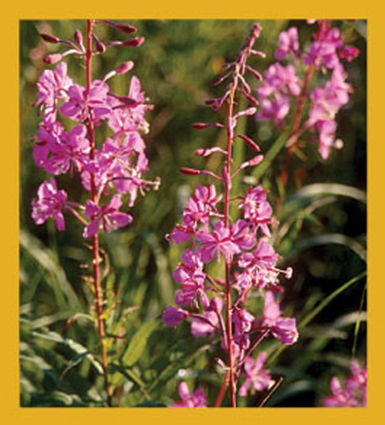 Flower Art - Magnetic Bookmark - Fireweed