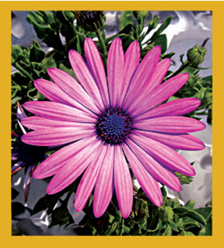 Flower Art - Magnetic Bookmark - Pink Daisy1