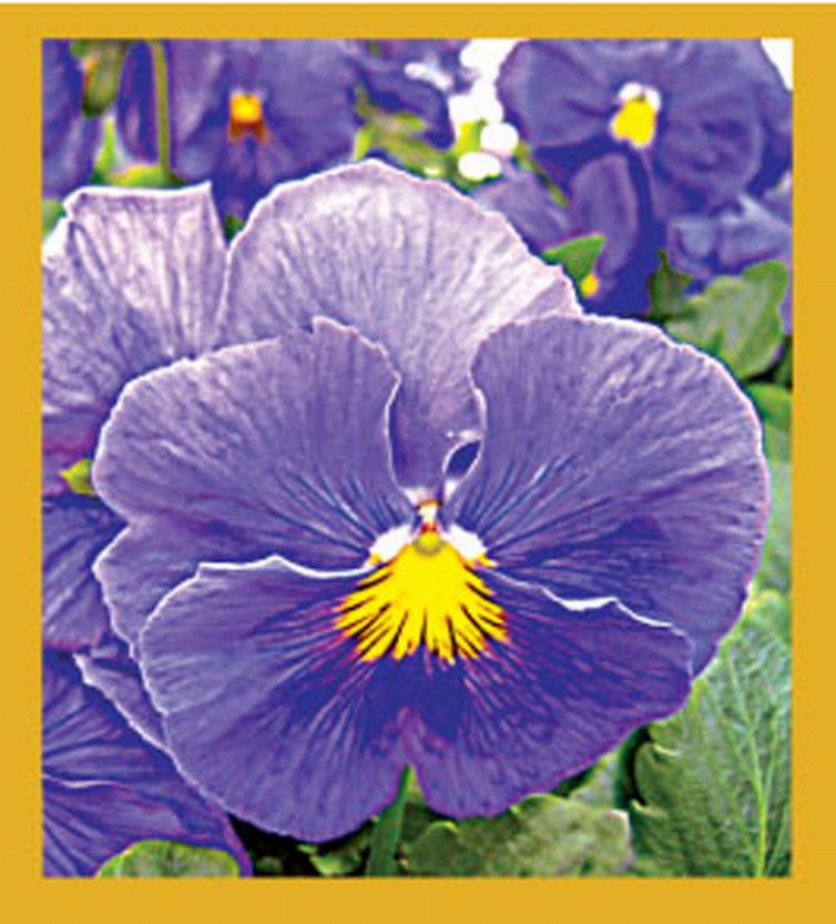 Flower Art - Magnetic Bookmark - Blue Pansy