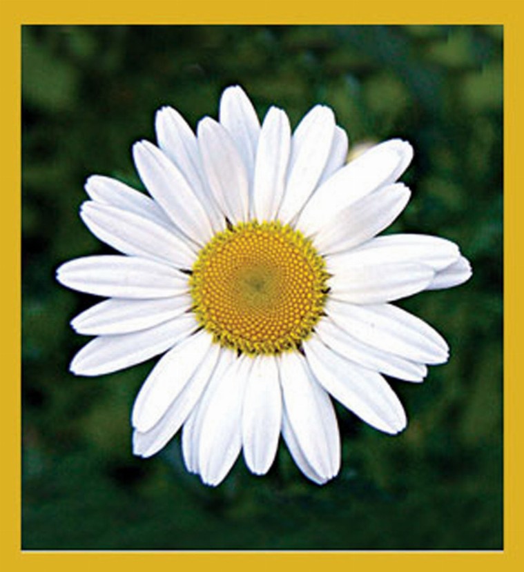 Flower Art - Magnetic Bookmark - Daisy