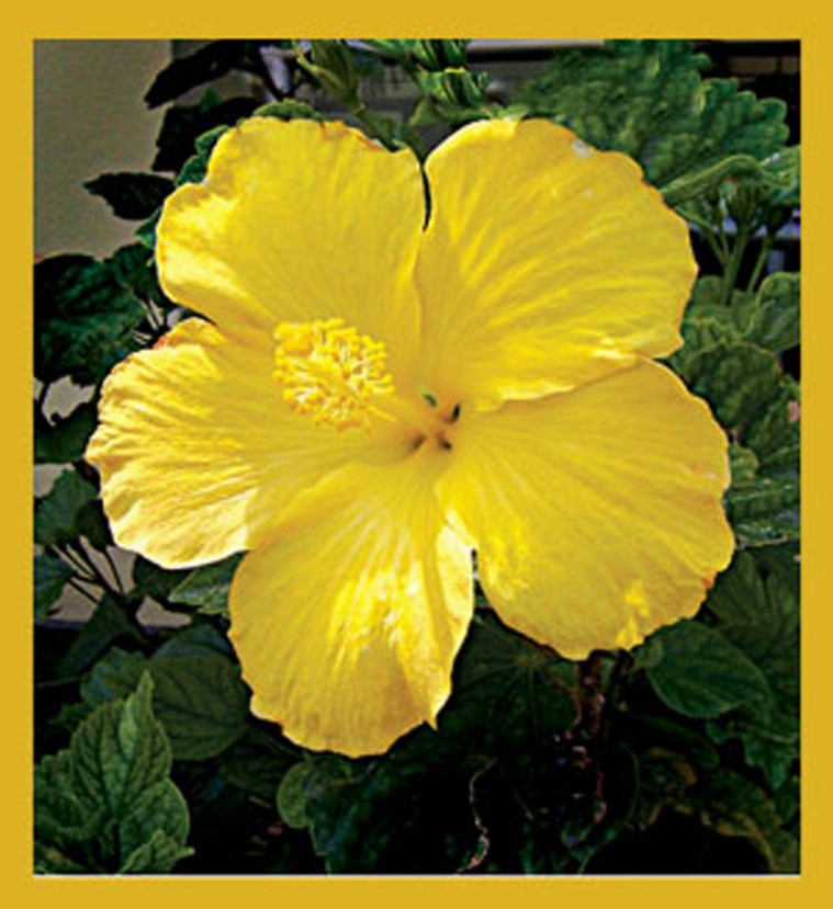 Flower Art - Magnetic Bookmark - Yellow Hibiscus