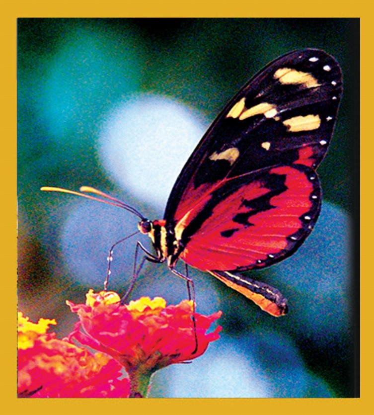 Hecale Tiger Longwing - Magnetic Bookmark