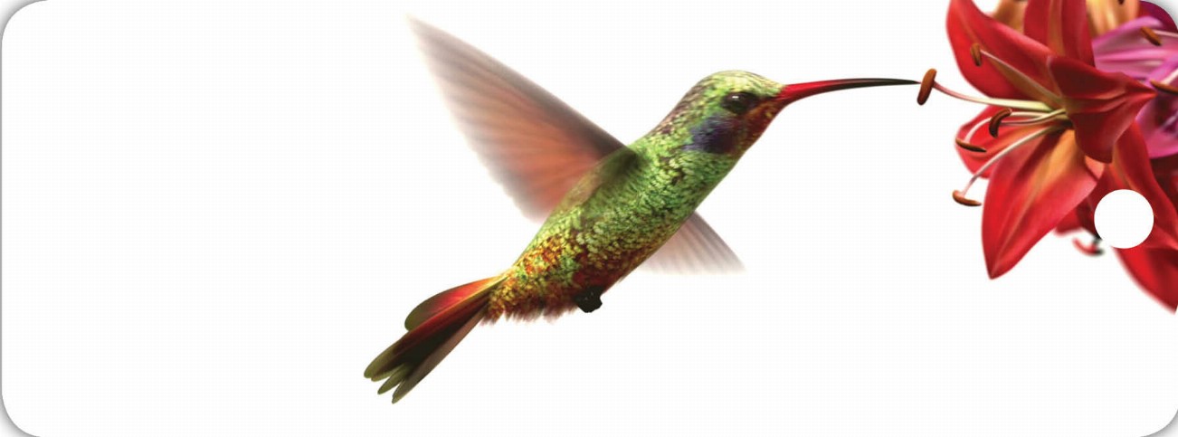 Hummingbird - Motion Bookmark