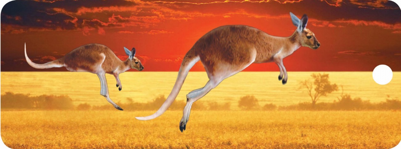 Kangaroos - Motion Bookmark