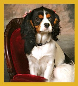 King Charles Spaniel - Magnetic Bookmark