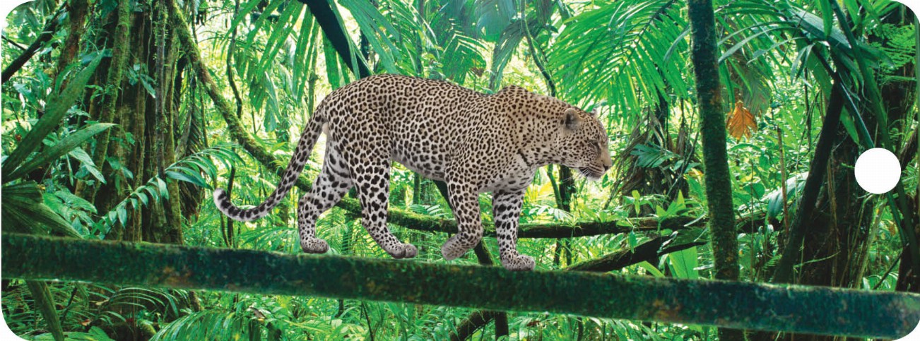 Leopard - Motion Bookmark