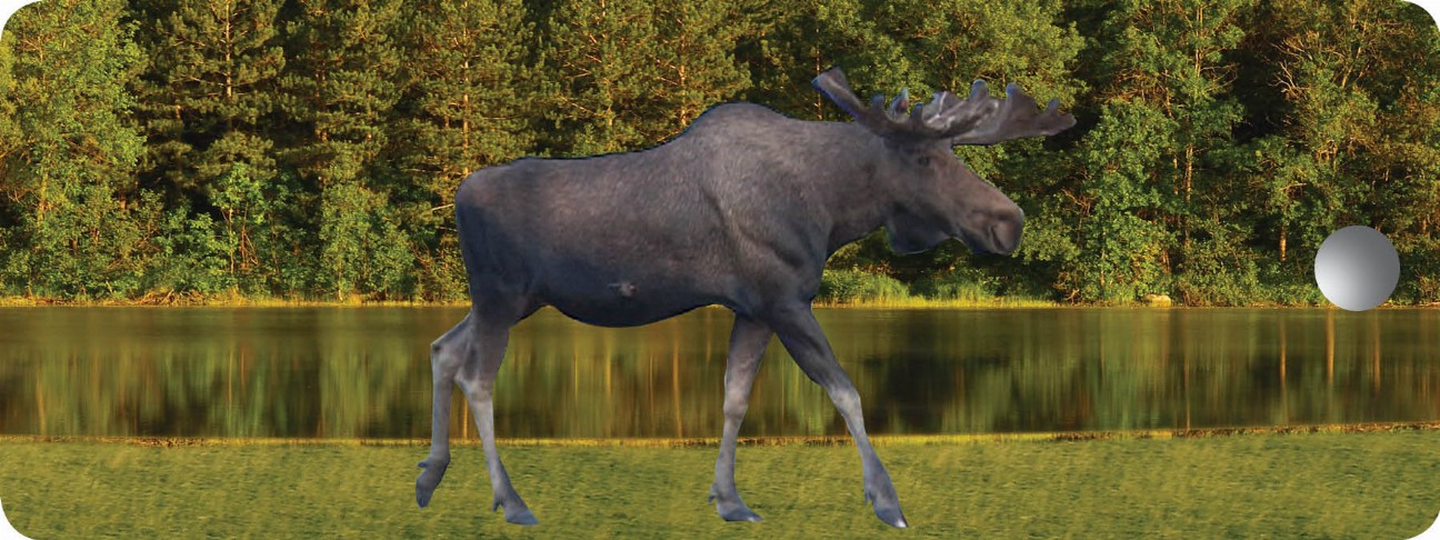 Moose Walking - Motion Bookmark