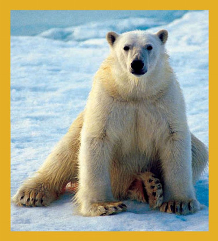 Polar Bear - Magnetic Bookmark