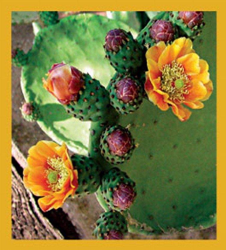 Prickly Pear Cactus Flowers - Magnetic Bookmark