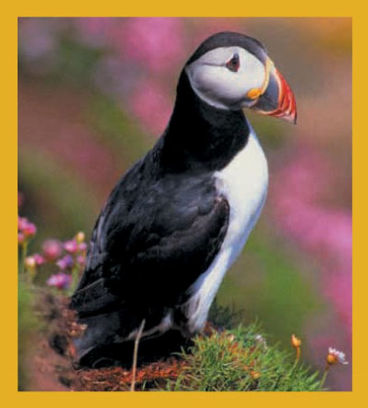 Puffin - Magnetic Bookmark