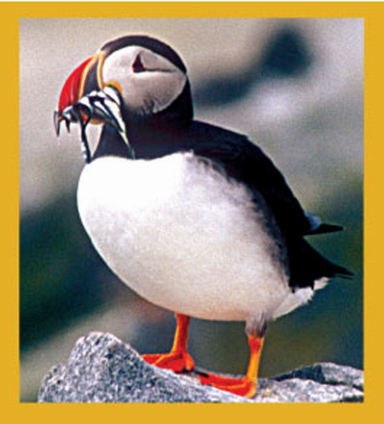 Puffin's Lunch - Magnetic Bookmark