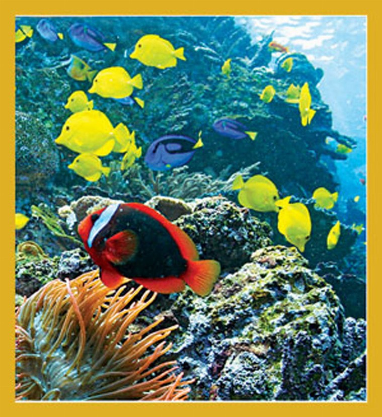 Sea Life - Magnetic Bookmark - Coral Reef