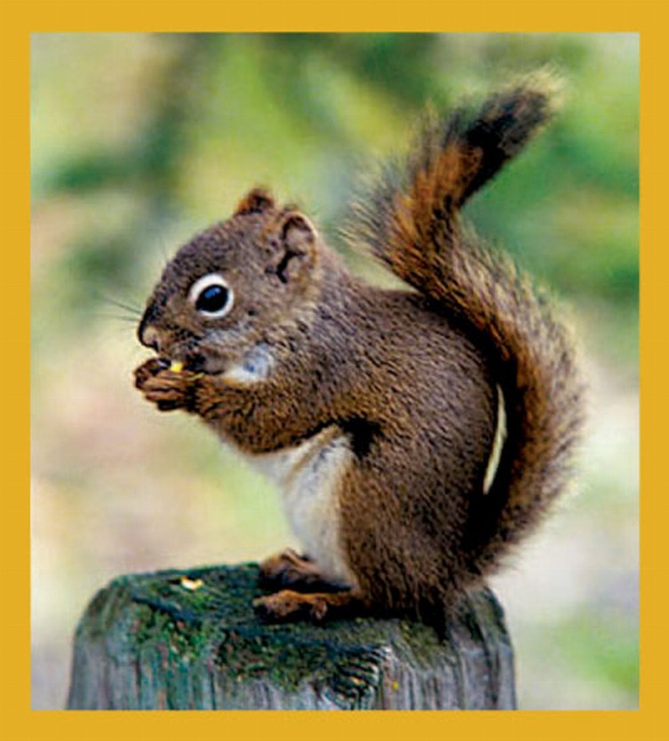 Squirrel - Magnetic Bookmark