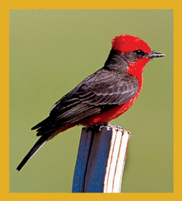 Vermillion Flycatcher - Magnetic Bookmark