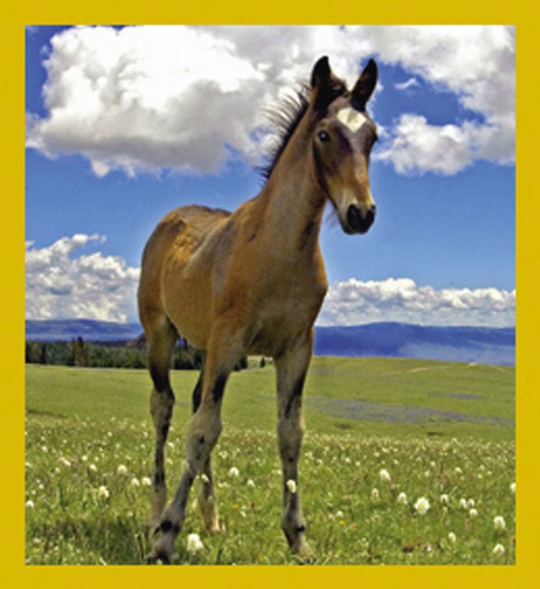 Wild Mustang - Magnetic Bookmark