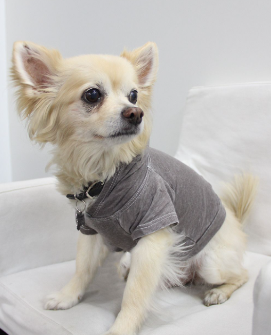 Doggy Hoodie - Large Coco