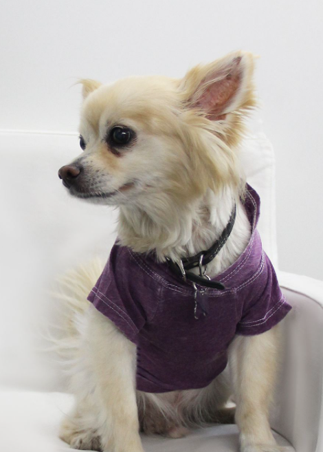 Doggy Hoodie - Large Plum