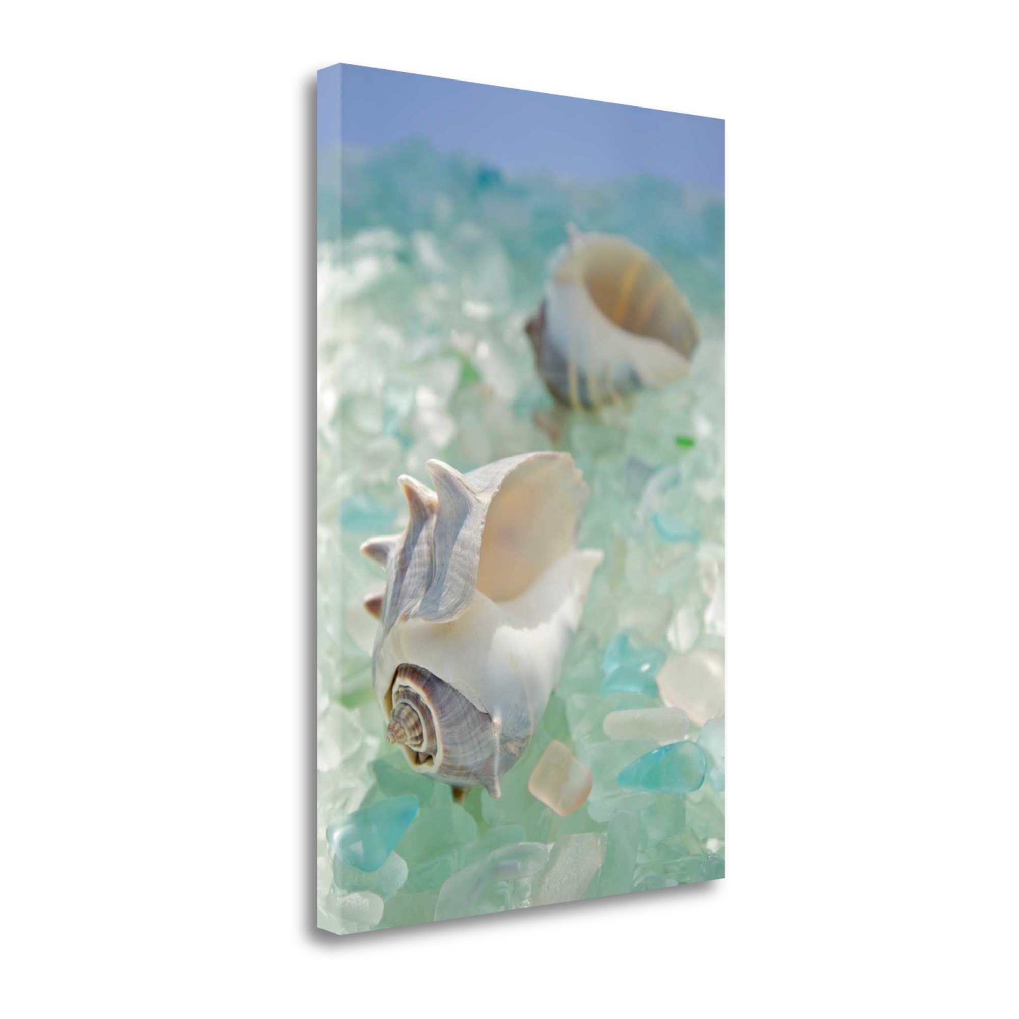 1" Conchshell and Seaglass Giclee Wrap Canvas Wall Art