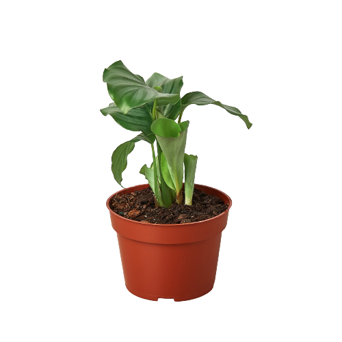 Calathea 'Orbifolia' 4 Inch Pot