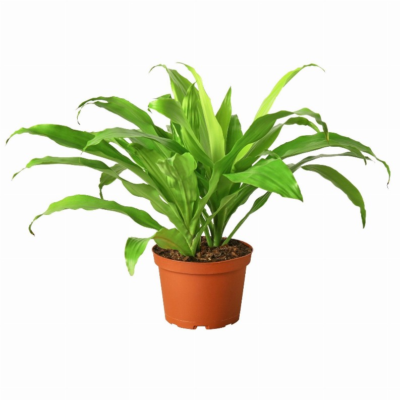 Dracaena 'Lime Light'