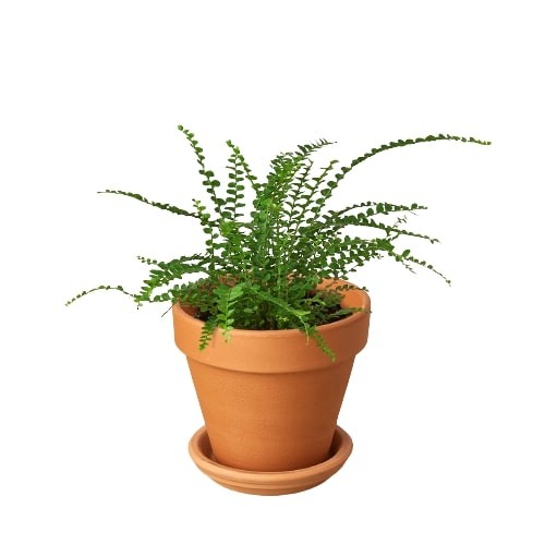 Lemon Button Fern - 4 Inch Pot Terra Cotta Standard