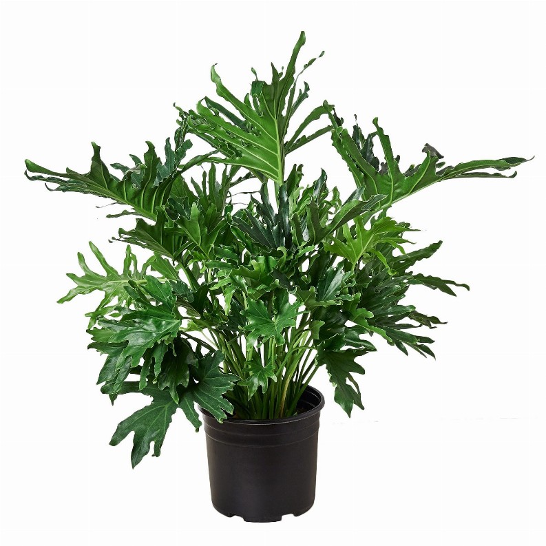 Philodendron Lickety Split'