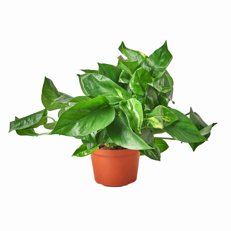 Pothos 'Golden' - 4 Inch Pot Nursery Pot