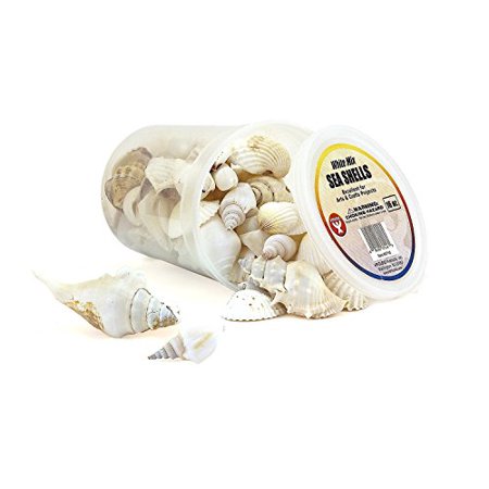 Seashells - 10 oz  White Mix