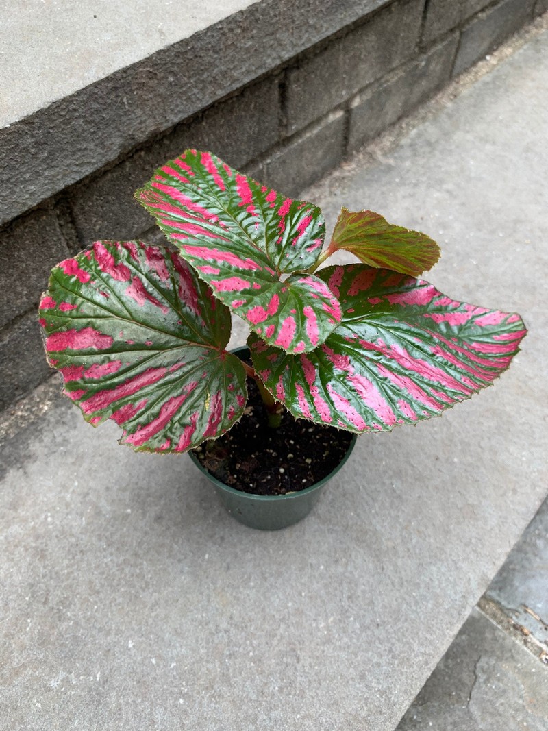 Begonia Brevirimosa S Exotica House Plant