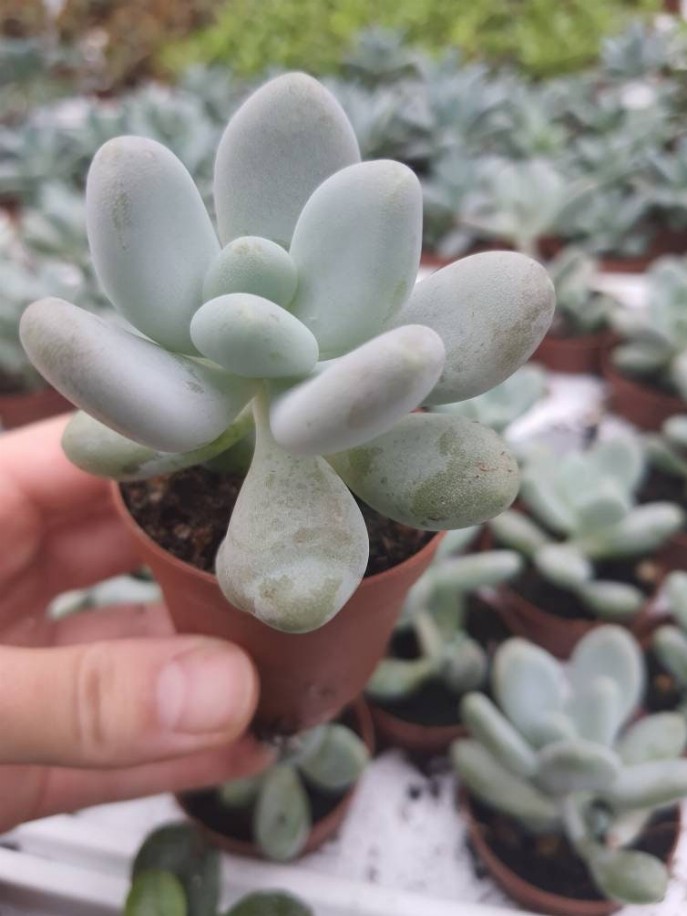 Blue Moonstone Succulent,Pachyphytum Oviferum, Drought Tolerant, Blue Succulent, House Plant