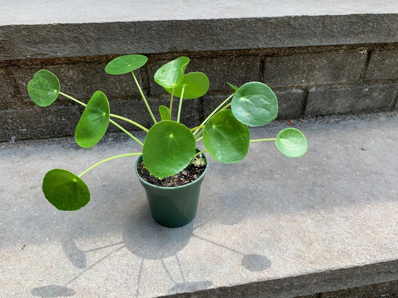 Chinese Money Plant Ufo Plant Pilea Peperomioides Lefsi Plant House Plant