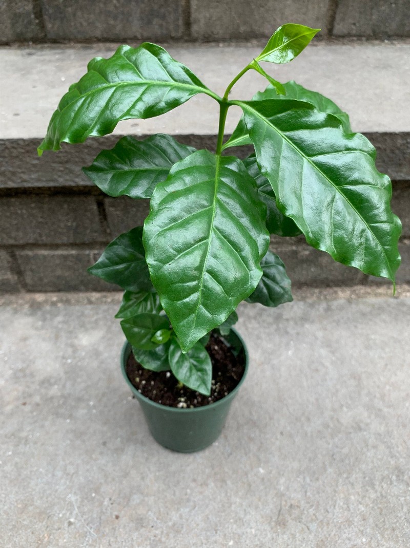 Coffee Plant Arabica Coffee Plant House Plant