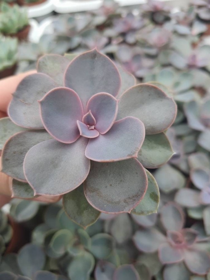 Echeveria Perle Von Nurnberg Succulent Live Plant