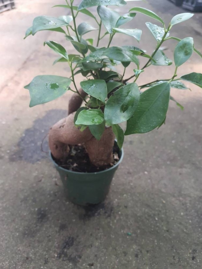 Ficus Ginseng House Plant